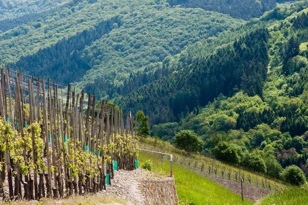 Weinanbau Landwirtschaftliche Landwirtschaft — Stockfoto