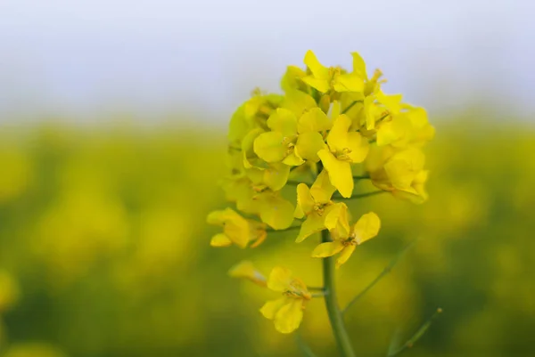 Красивий Ботанічний Знімок Натуральні Шпалери — стокове фото