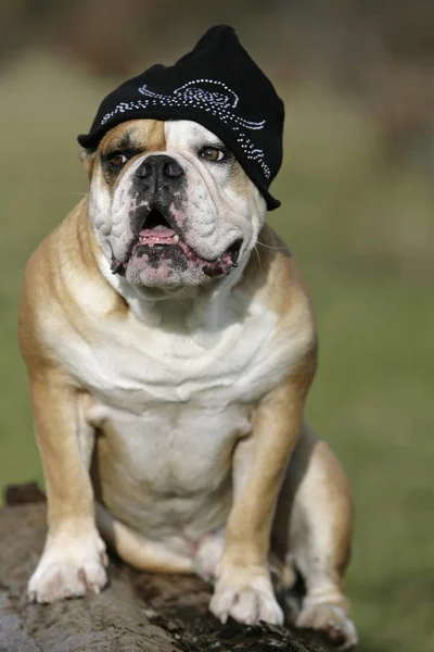 Kontinental Bulldogg Med Hatt — Stockfoto
