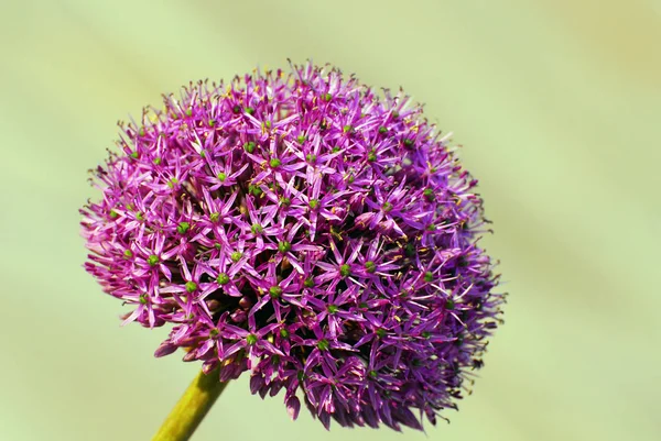 Alium Çiçeği Botanik Bitkisi — Stok fotoğraf