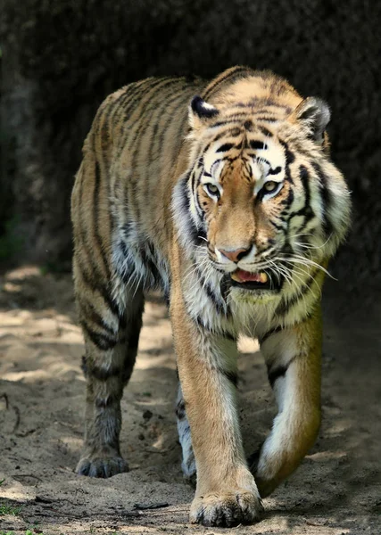 Puissant Prédateur Chat Sauvage Tigre Rayé Animal — Photo