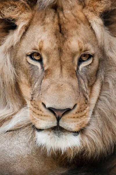 Θηρευτής Λιονταριών Αγριόγατα — Φωτογραφία Αρχείου