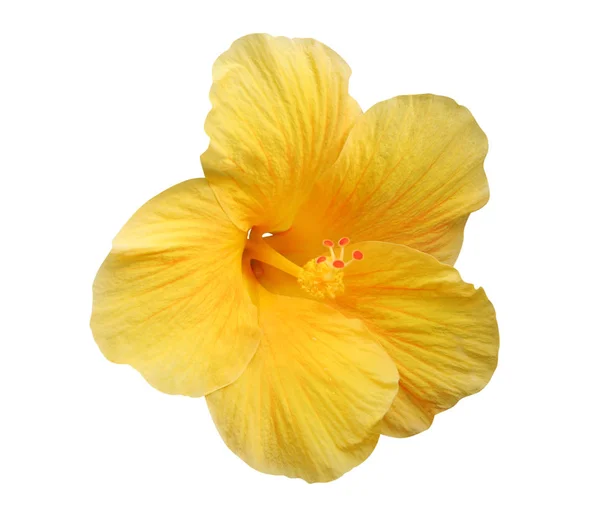 Hibiscus Flor Aislada Camino Incluido —  Fotos de Stock