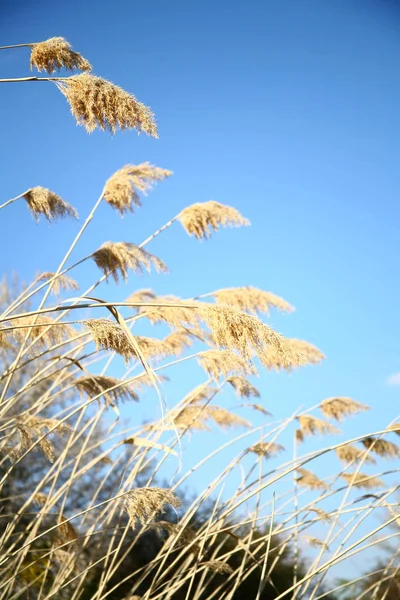 Пшеничне Поле Блакитне Небо — стокове фото