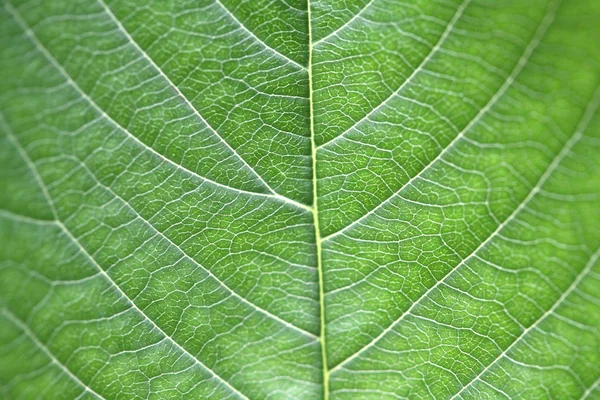 Bel Colpo Botanico Carta Parati Naturale — Foto Stock