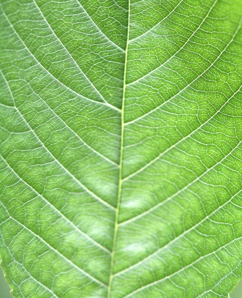 아름다운 식물학적 — 스톡 사진