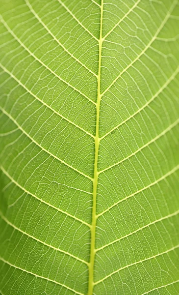 Abondante Photo Botanique Fond Écran Naturel — Photo