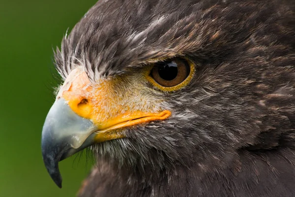 Vacker Utsikt Över Vacker Fågel Naturen — Stockfoto