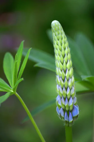 Güzel Lupin Çiçeğinin Manzarası — Stok fotoğraf