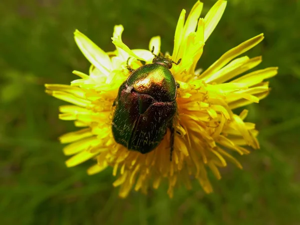 Schöne Blühende Blumen Natur Hintergrund — Stockfoto