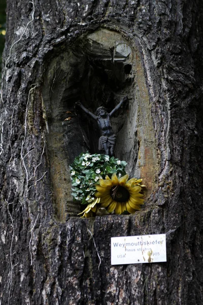 Ett Stort Träd Med Blomma Trädgården — Stockfoto