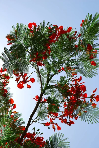 繁茂的红火树 — 图库照片