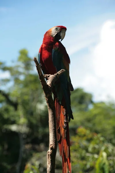 Papagaio Selvagem Sentado Galho Amazo — Fotografia de Stock