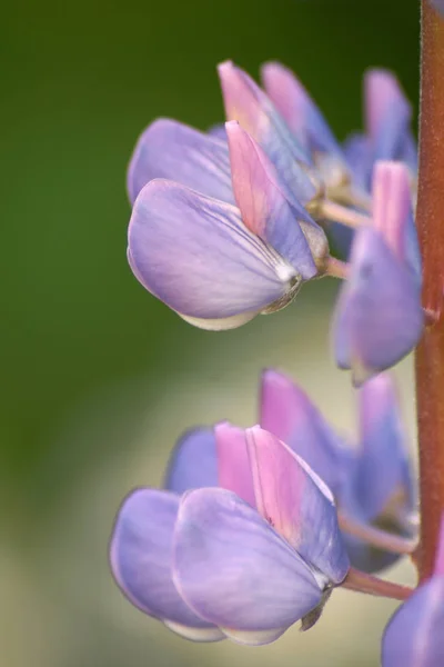 Schilderachtig Uitzicht Prachtige Lupine Bloem — Stockfoto