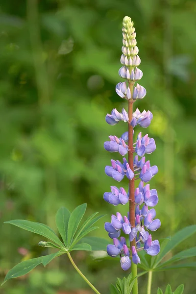 Schilderachtig Uitzicht Prachtige Lupine Bloem — Stockfoto