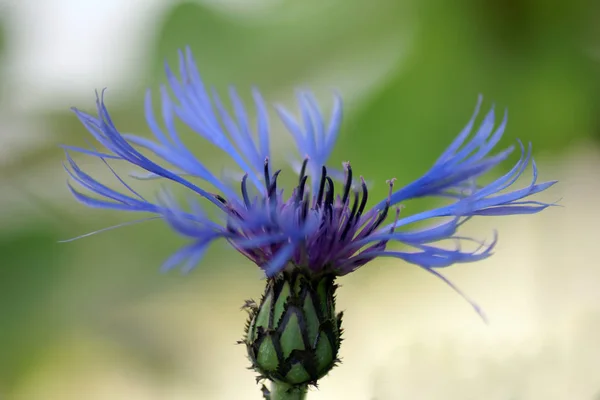 Vista Panorámica Hermosa Flor Aciano — Foto de Stock