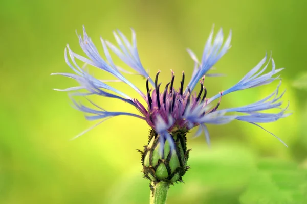 Malerische Ansicht Der Schönen Blühenden Kornblume — Stockfoto