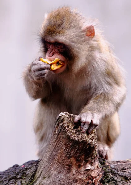 Apen Dieren Leven Natuur Fauna — Stockfoto