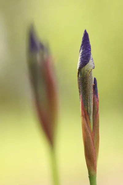 Vue Panoramique Belle Fleur Iris — Photo