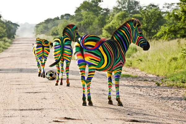 Südafrikanischer Zebra Narrenball — Stockfoto