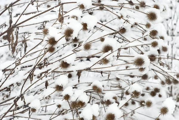 雪の中のアザミ — ストック写真