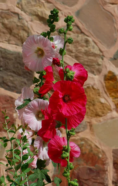 Beautiful Blooming Flowers Nature Background — Stock Photo, Image