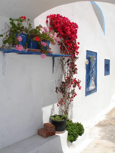 Blommor Ett Hus Santorini — Stockfoto