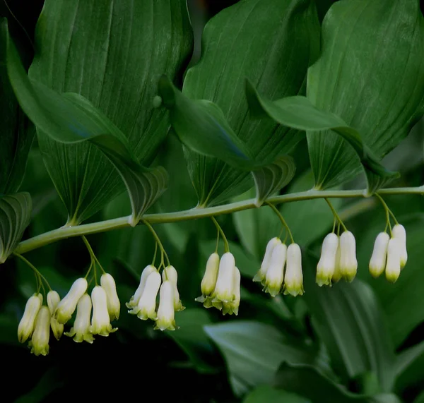 Hermoso Plano Botánico Fondo Pantalla Natural — Foto de Stock