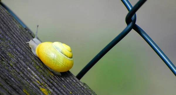 Slow Snail Slimy Animal — Stock Photo, Image