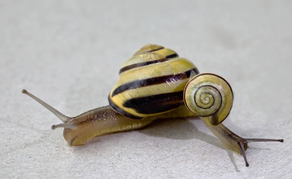 Caracol Lento Animal Viscoso — Fotografia de Stock