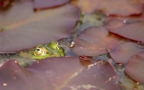 カエル両生類池動物 — ストック写真