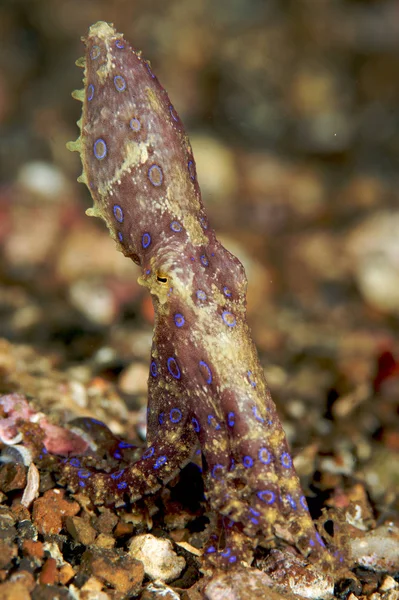 Szenischer Blick Auf Die Unterwasserwelt — Stockfoto