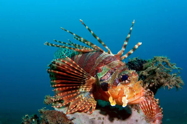 Vida Marinha Peixe Leão Marinho Água Animal Aquático — Fotografia de Stock