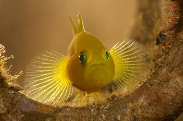 Marine Life Fish Underwater — Stock Photo, Image