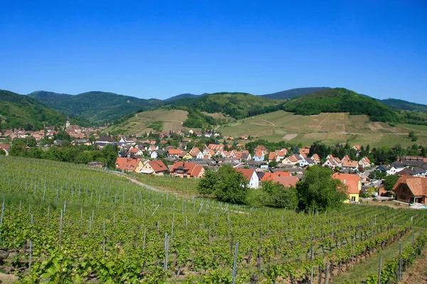 Pueblo Rodeado Viñedos Región Alsacia Francia Ruta Las Montañas — Foto de Stock