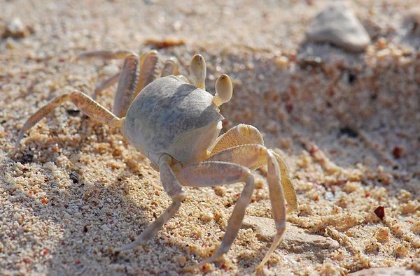 海滩上的海蟹 — 图库照片