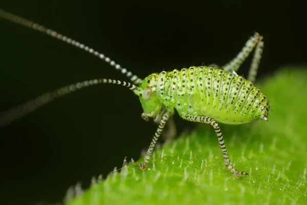 Insecto Saltamontes Insecto Orante Invertebrado — Foto de Stock