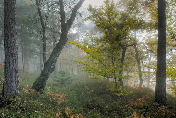 Autumn Fog Walf — Stock Photo, Image