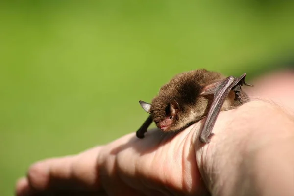 Piccolo Pipistrello Portata Mano — Foto Stock