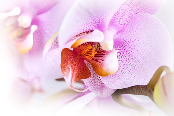 Pembe Orkide Çiçek Yaprakları — Stok fotoğraf