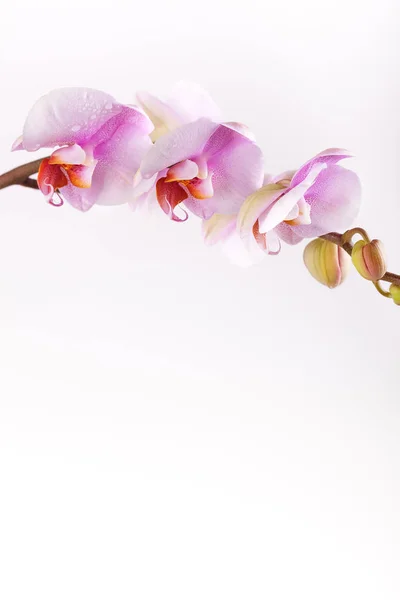 Pétalas Rosa Flor Orquídea — Fotografia de Stock