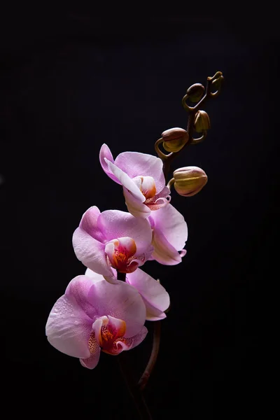 Rosa Orchideenblütenblätter — Stockfoto