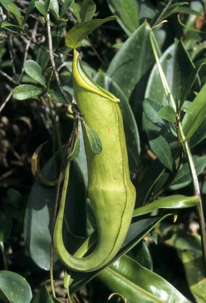 Krásný Botanický Záběr Přírodní Tapety — Stock fotografie