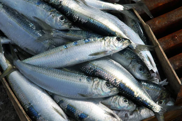 Sardinhas Num Mercado Peixe — Fotografia de Stock