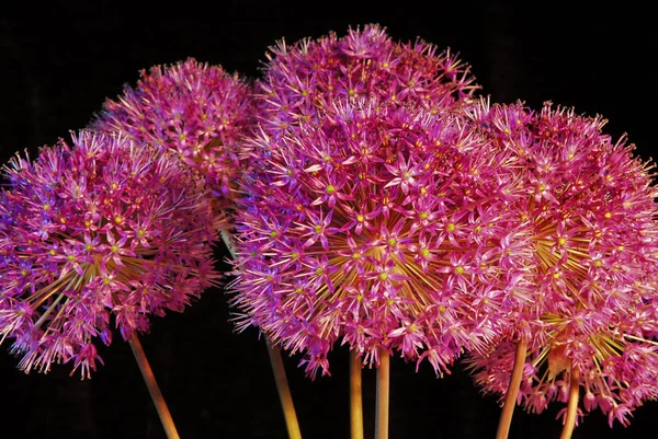Alliumblume Botanische Flora — Stockfoto