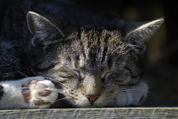 수염달린 고양이 — 스톡 사진