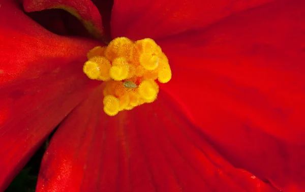 Bellissimi Fiori Sfondo Concetto Floreale — Foto Stock