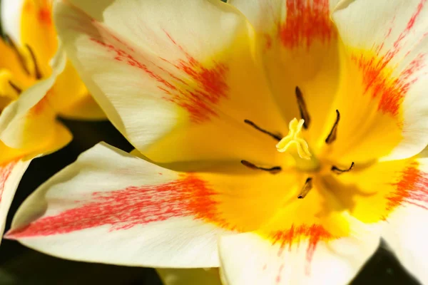 Тюльпаны Весенним Солнцем — стоковое фото