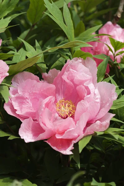 Vackra Blommor Blommigt Koncept Bakgrund — Stockfoto