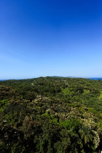 Orman Gökyüzünün Panoramik Görüntüsü — Stok fotoğraf